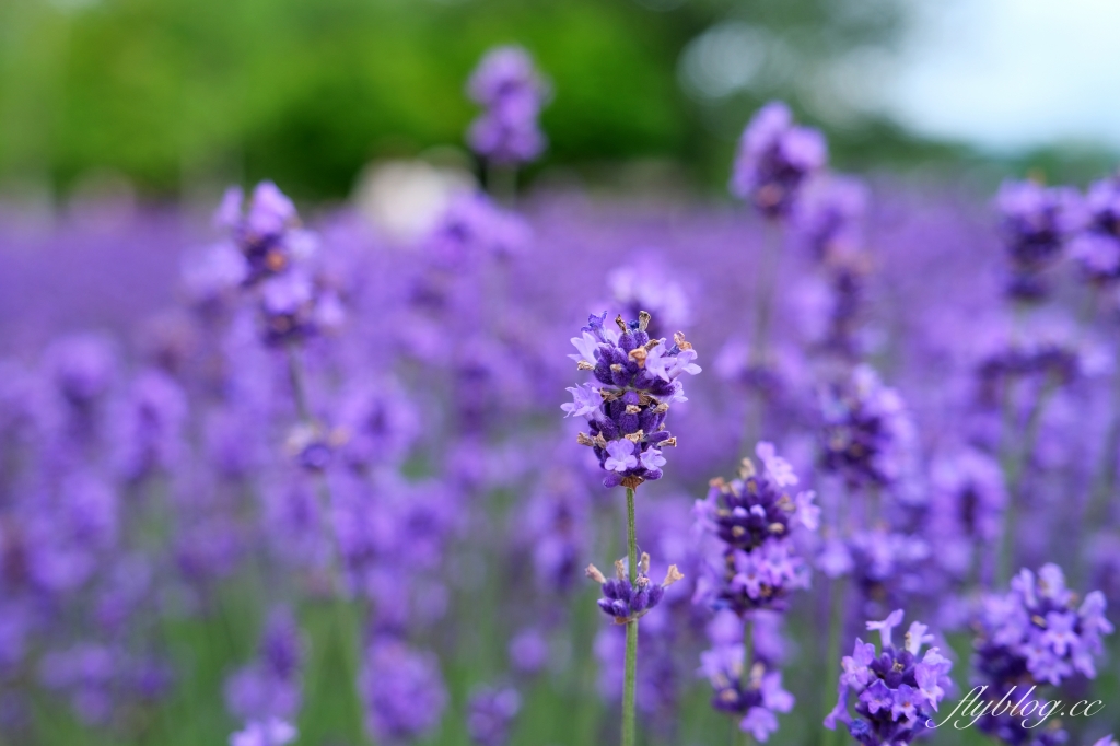 日本北海道｜富田農場．夏季北海道最美景點，富良野賞薰衣草花田(附Mapcode) @飛天璇的口袋