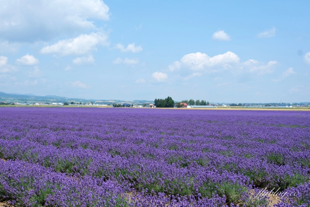 日本北海道｜薰衣草東部 Lavender East．日本最大面積的薰衣草，泡足湯欣賞整片紫色花海 @飛天璇的口袋