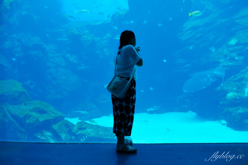 桃園中壢|Xpark.來自日本八景島的水族館,票價、交通、環境、必拍一次看 @飛天璇的口袋 桃園中壢|Xpark.來自日本八景島的水族館,票價、交通、環境、必拍一次看 @飛天璇的口袋