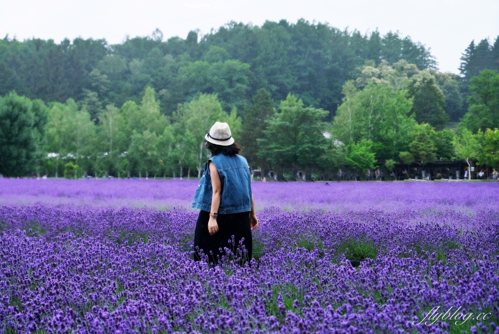 日本北海道｜富田農場．夏季北海道最美景點，富良野賞薰衣草花田(附Mapcode) @飛天璇的口袋