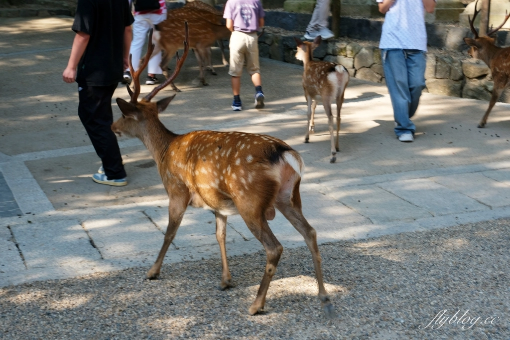 日本奈良｜奈良一日遊．租腳踏車玩奈良！交通方式、路線安排、必玩景點、必吃美食介紹 @飛天璇的口袋