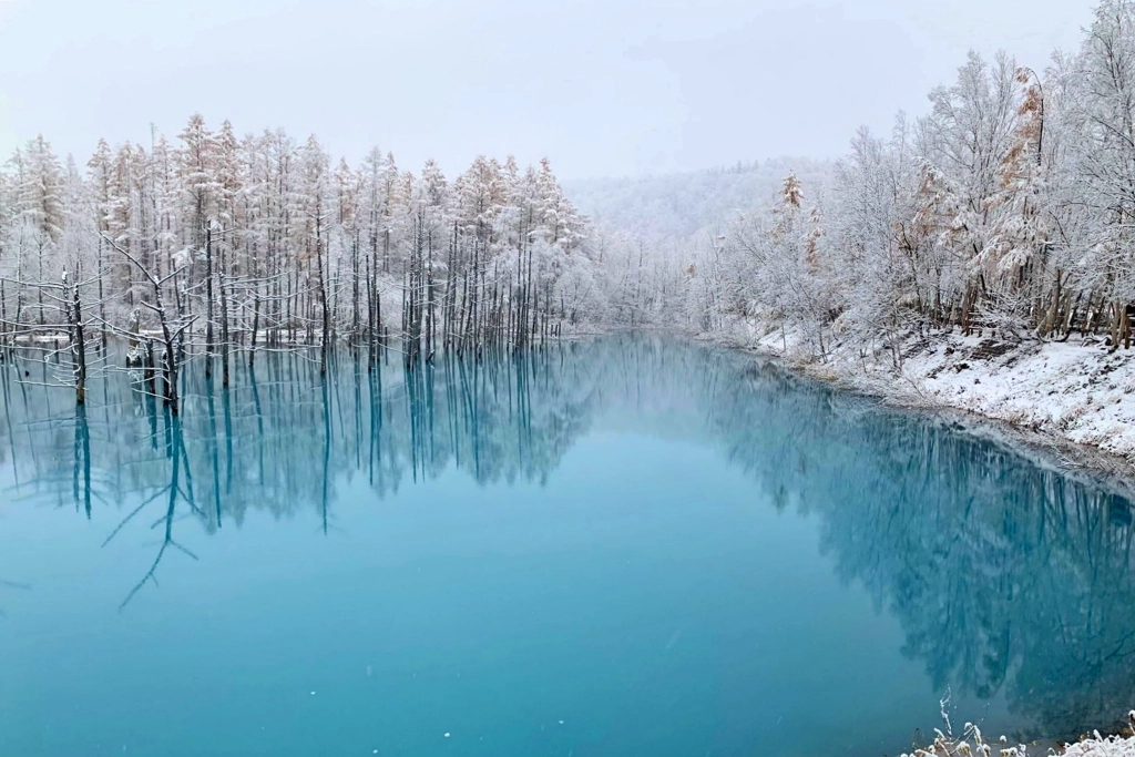 日本北海道｜白金青池．北海道的三個藍之一，被選為蘋果電腦的桌布，美瑛最熱門的景點 @飛天璇的口袋
