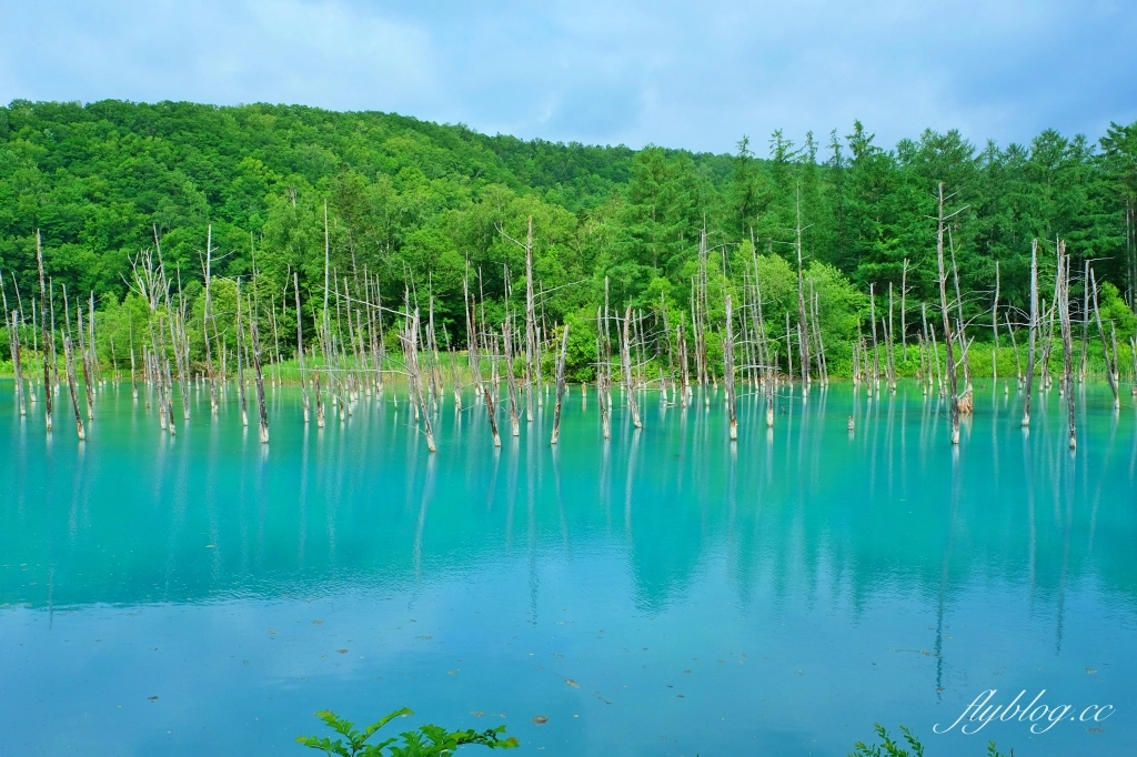 日本北海道｜白金青池．北海道的三個藍之一，被選為蘋果電腦的桌布，美瑛最熱門的景點 @飛天璇的口袋