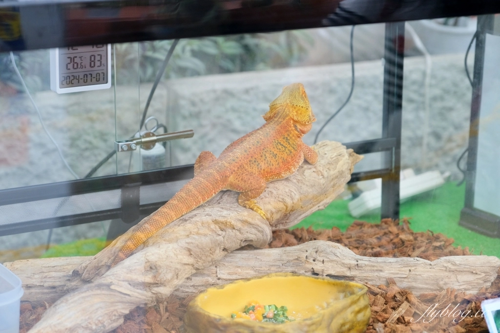 日本北海道｜函館市熱帶植物園．冬天欣賞彌猴泡溫泉秀，交通方式及門票費用介紹 @飛天璇的口袋