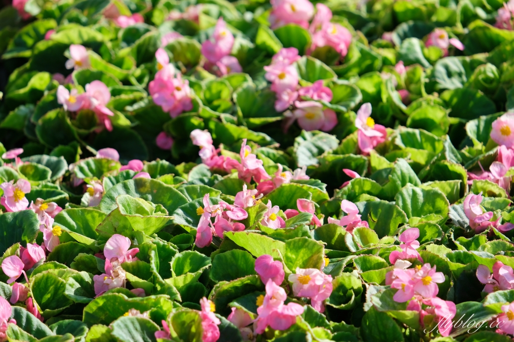 【2024新社花海】台中國際花毯節11/9開跑,太空花境7大主題一次看,交通管制和周邊景點介紹 @飛天璇的口袋 【2024新社花海】台中國際花毯節11/9開跑,太空花境7大主題一次看,交通管制和周邊景點介紹 @飛天璇的口袋