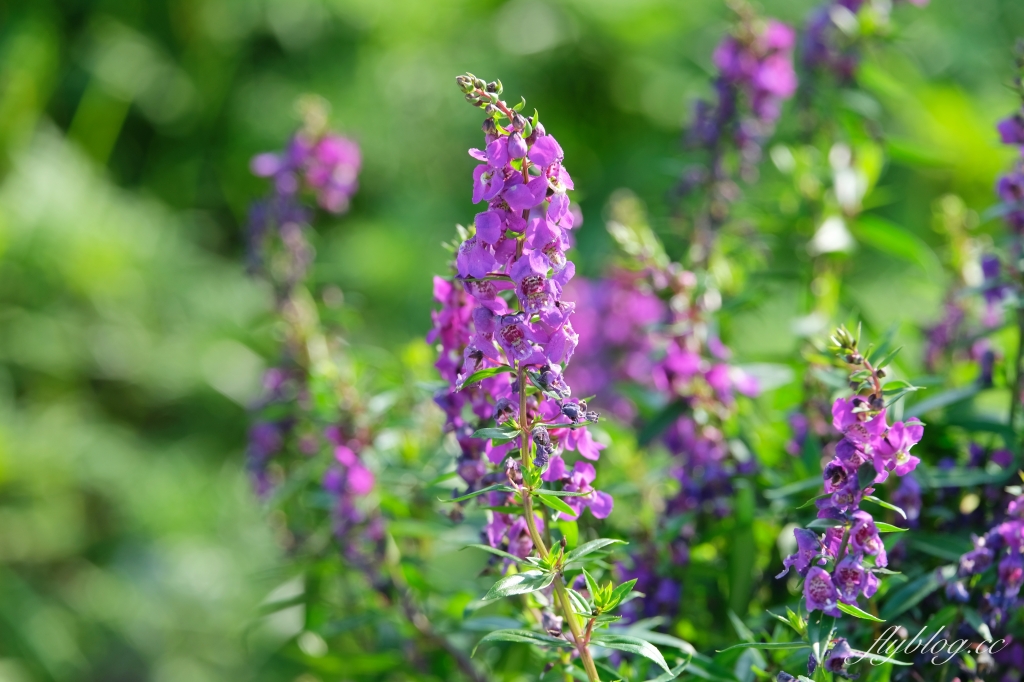 【2024新社花海】台中國際花毯節11/9開跑,太空花境7大主題一次看,交通管制和周邊景點介紹 @飛天璇的口袋 【2024新社花海】台中國際花毯節11/9開跑,太空花境7大主題一次看,交通管制和周邊景點介紹 @飛天璇的口袋