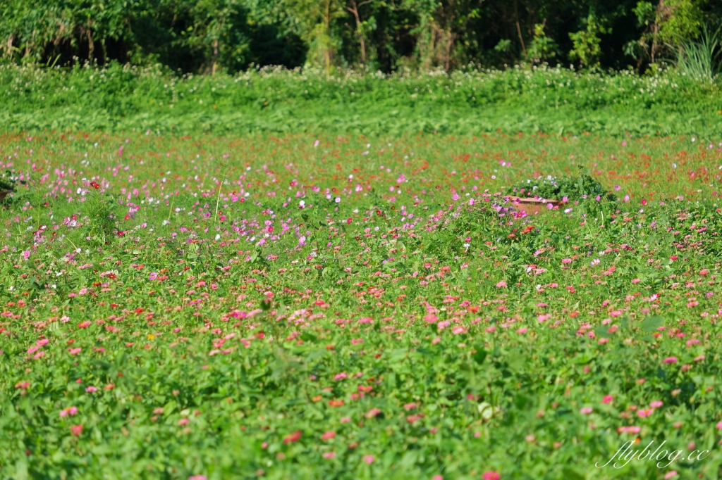 【2024新社花海】台中國際花毯節11/9開跑,太空花境7大主題一次看,交通管制和周邊景點介紹 @飛天璇的口袋 【2024新社花海】台中國際花毯節11/9開跑,太空花境7大主題一次看,交通管制和周邊景點介紹 @飛天璇的口袋