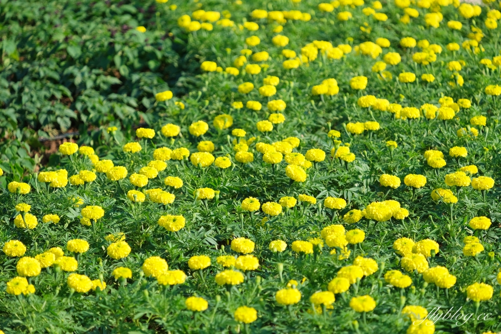 【2024新社花海】台中國際花毯節11/9開跑,太空花境7大主題一次看,交通管制和周邊景點介紹 @飛天璇的口袋 【2024新社花海】台中國際花毯節11/9開跑,太空花境7大主題一次看,交通管制和周邊景點介紹 @飛天璇的口袋