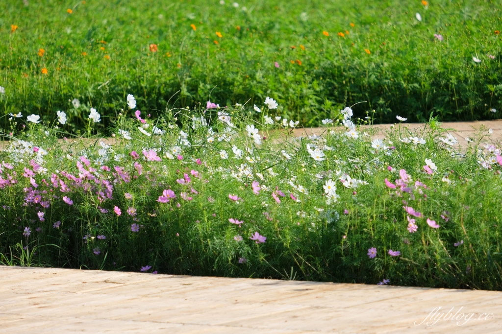 【2024新社花海】台中國際花毯節11/9開跑,太空花境7大主題一次看,交通管制和周邊景點介紹 @飛天璇的口袋 【2024新社花海】台中國際花毯節11/9開跑,太空花境7大主題一次看,交通管制和周邊景點介紹 @飛天璇的口袋