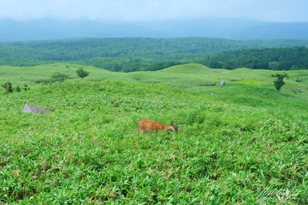 日本北海道｜知床國立公園．聯合國教科文組織登錄的世界遺產，知床五湖導覽時期及預約方式 @飛天璇的口袋