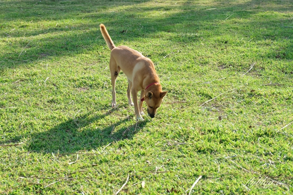 台東東河｜都蘭海角咖啡．眺望180度蔚藍海岸，露天游泳池美拍 @飛天璇的口袋