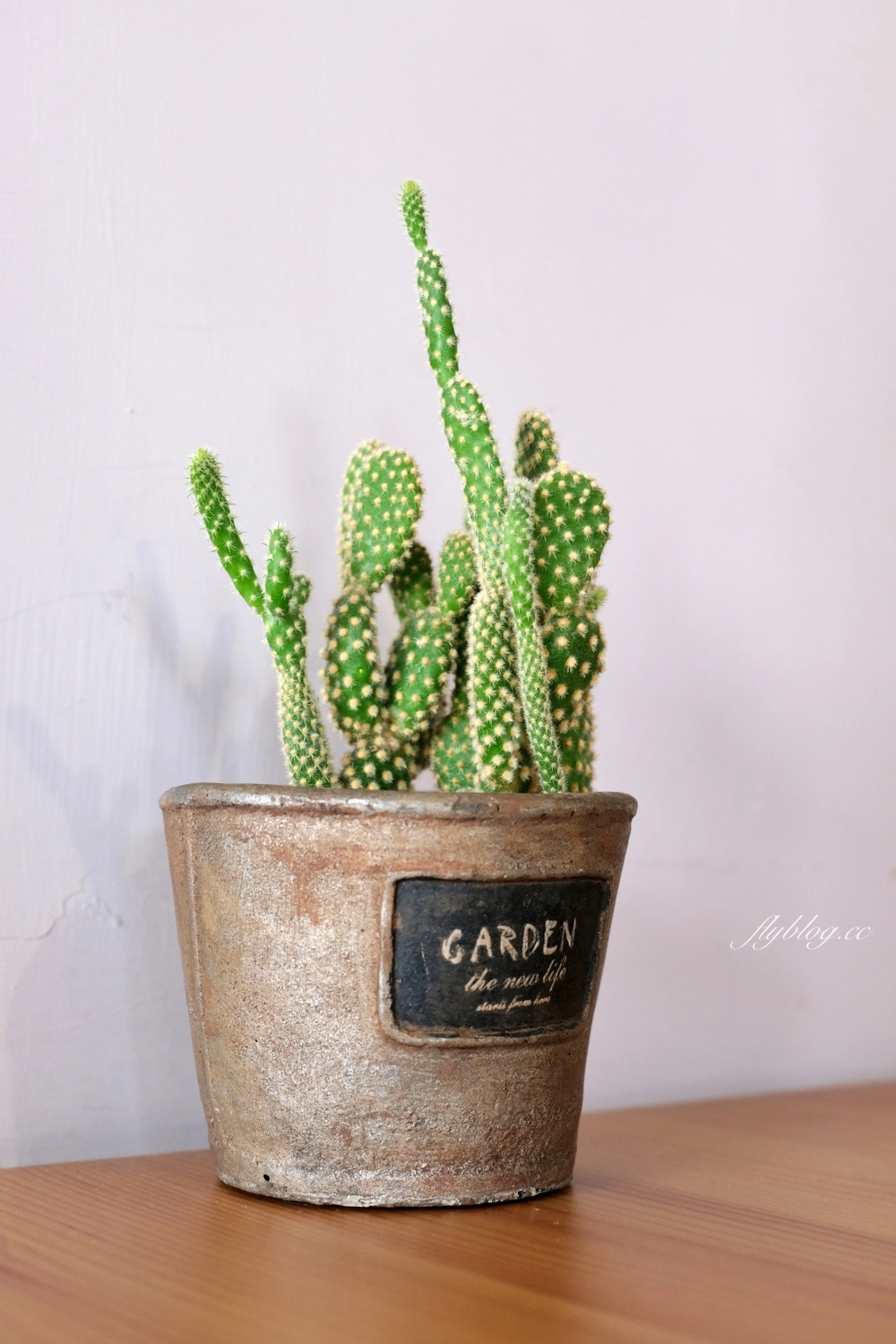 台中豐原｜駿咖啡．廟東巷弄裡的咖啡館，甜點麵包都好吃 @飛天璇的口袋