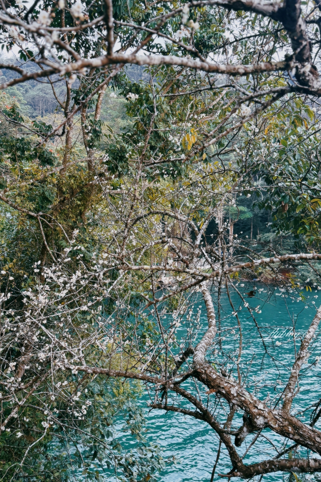 南投魚池｜文武廟年梯步道．挑戰366階的生日階梯，欣賞漂亮日落美景 @飛天璇的口袋