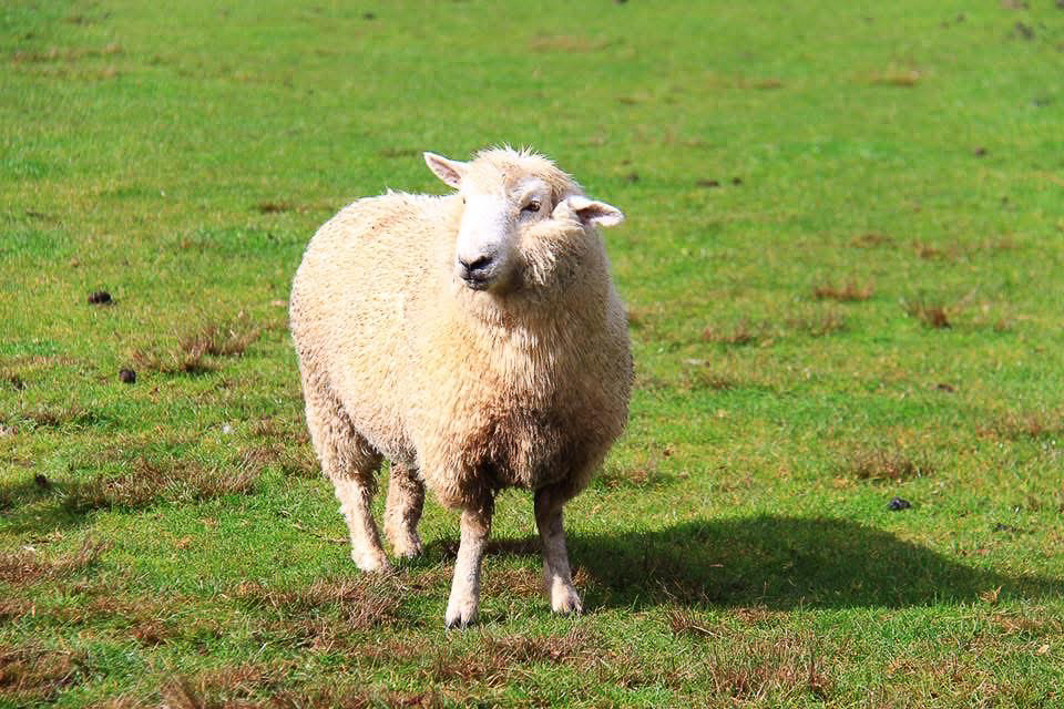 【紐西蘭自由行】紐西蘭北島10天行程規劃．自駕玩紐西蘭北島，暢遊魔戒哈比村 @飛天璇的口袋