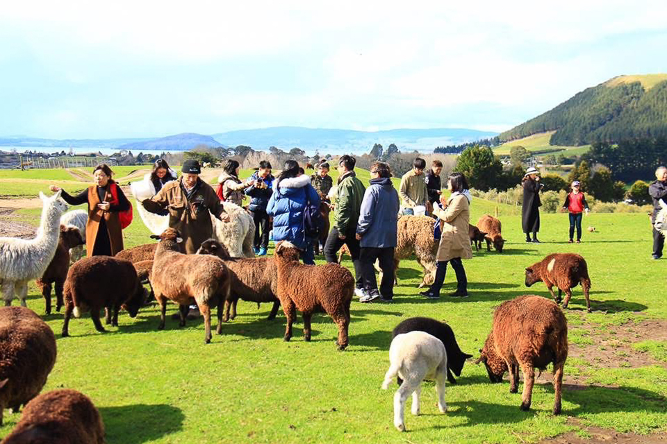 【紐西蘭自由行】紐西蘭北島10天行程規劃．自駕玩紐西蘭北島，暢遊魔戒哈比村 @飛天璇的口袋