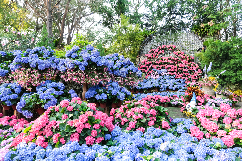 苗栗卓蘭｜花露精油城堡民宿．花露農場住宿區，季節限定繡球花房型 @飛天璇的口袋