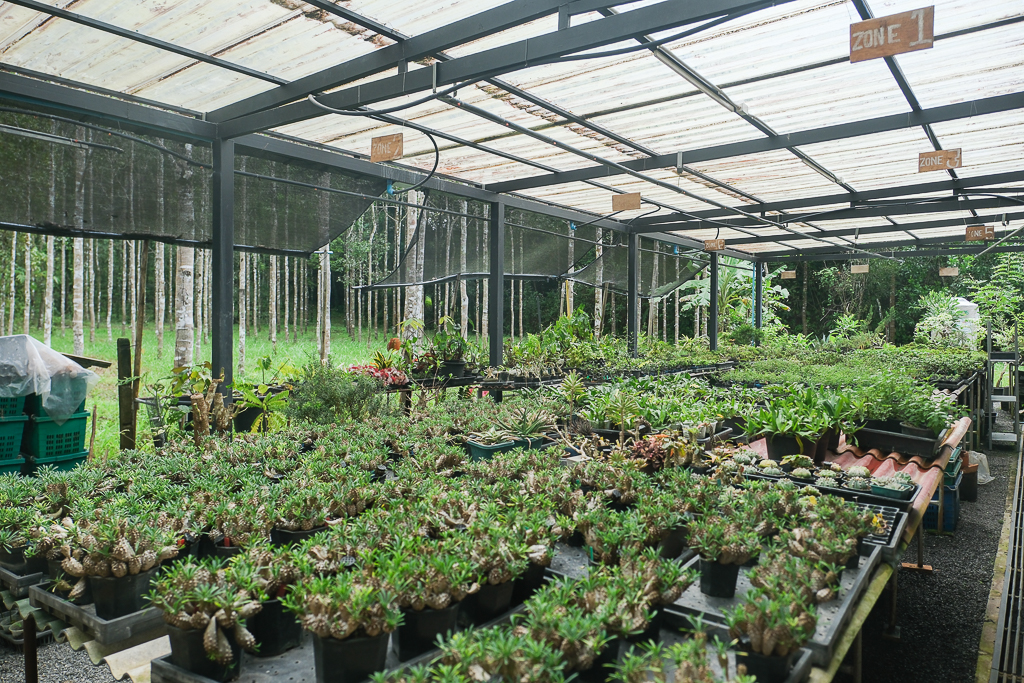 泰國攀牙｜Ban Bai Tea Cafe บ้านใบ．攀牙文青風茶店，結合茶、咖啡和點心 @飛天璇的口袋