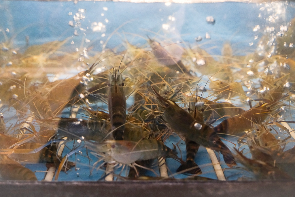 台中北屯｜鴻龍宴活蝦料理．8人套餐4599元10道佳餚，2025台中父親節餐廳推薦 @飛天璇的口袋