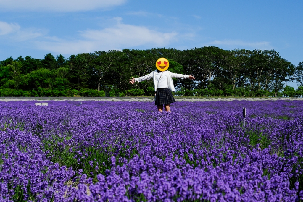 【北海道自由行】5~15天北海道自駕行程，札幌、富良野、稚內、知床五湖完整規劃 @飛天璇的口袋