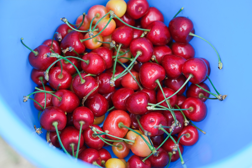 日本北海道｜辻さくらんぼ農園．美瑛西北之丘採櫻桃，1000圓櫻桃吃到飽 @飛天璇的口袋