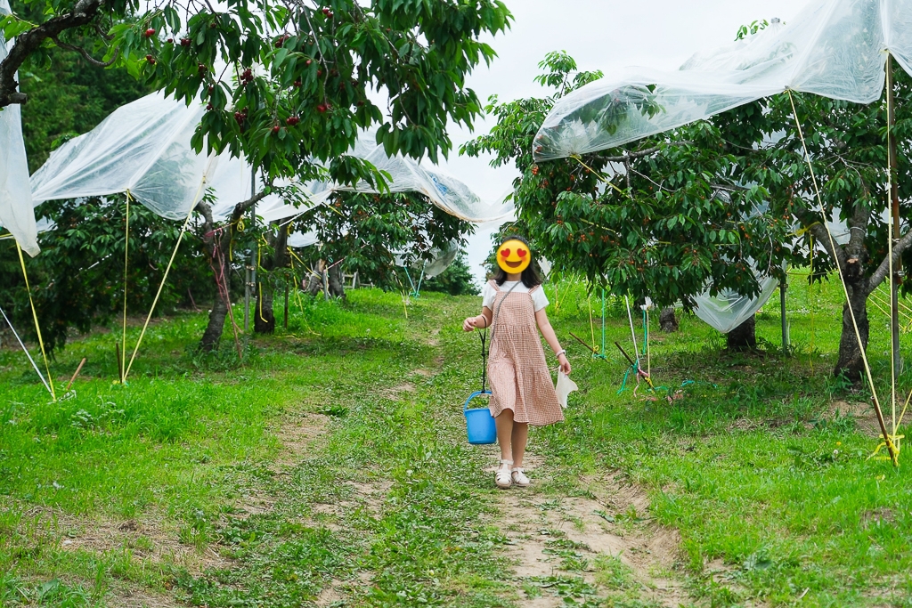 日本北海道｜辻さくらんぼ農園．美瑛西北之丘採櫻桃，1000圓櫻桃吃到飽 @飛天璇的口袋