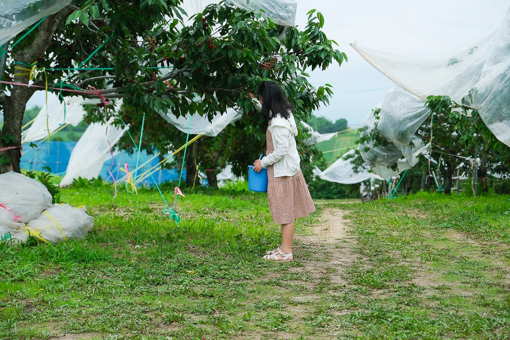 日本北海道｜辻さくらんぼ農園．美瑛西北之丘採櫻桃，1000圓櫻桃吃到飽 @飛天璇的口袋