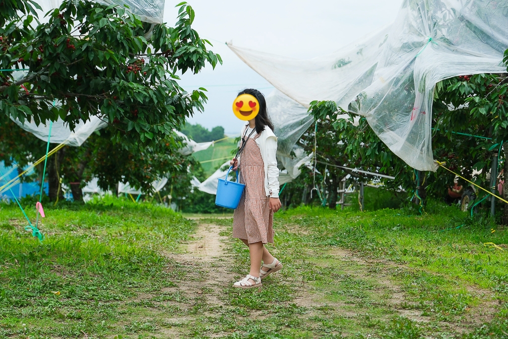 日本北海道｜辻さくらんぼ農園．美瑛西北之丘採櫻桃，1000圓櫻桃吃到飽 @飛天璇的口袋