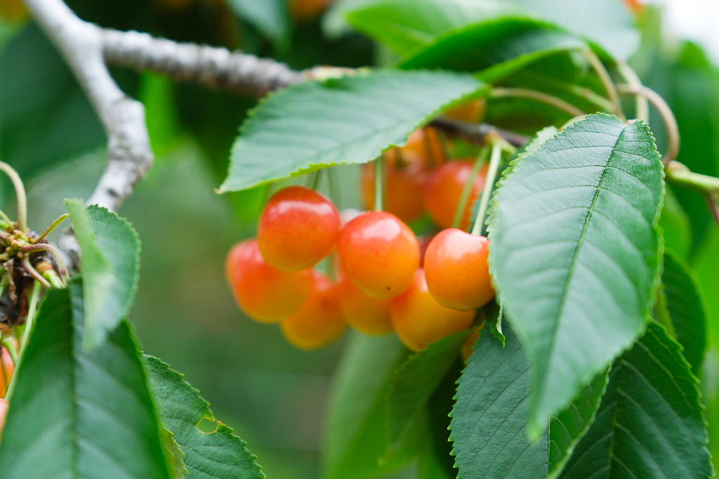 日本北海道｜辻さくらんぼ農園．美瑛西北之丘採櫻桃，1000圓櫻桃吃到飽 @飛天璇的口袋