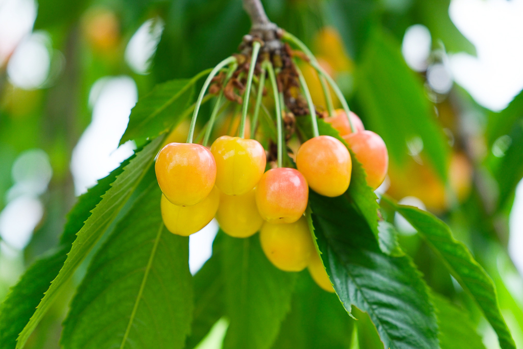 日本北海道｜辻さくらんぼ農園．美瑛西北之丘採櫻桃，1000圓櫻桃吃到飽 @飛天璇的口袋