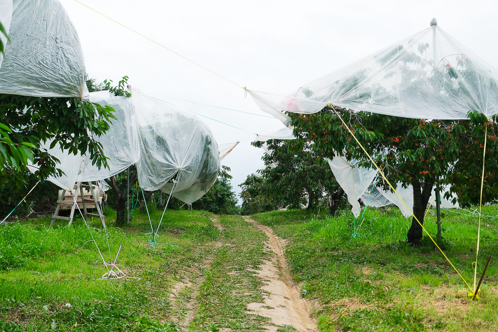 日本北海道｜辻さくらんぼ農園．美瑛西北之丘採櫻桃，1000圓櫻桃吃到飽 @飛天璇的口袋