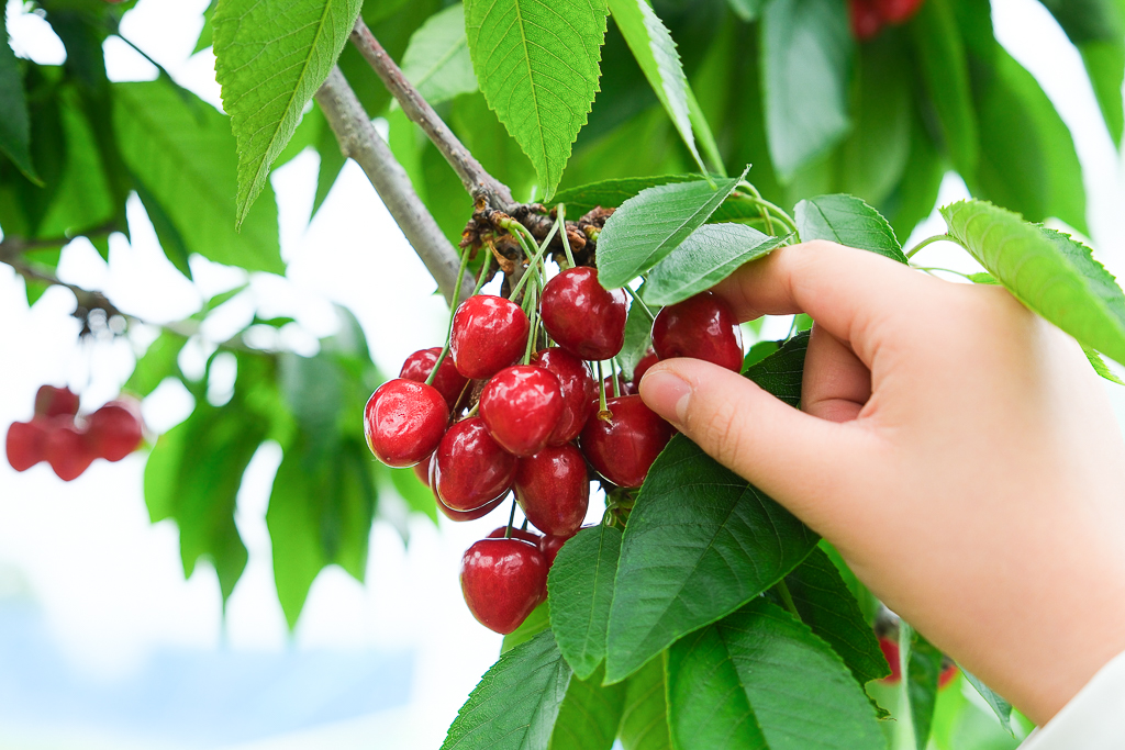 日本北海道｜辻さくらんぼ農園．美瑛西北之丘採櫻桃，1000圓櫻桃吃到飽 @飛天璇的口袋