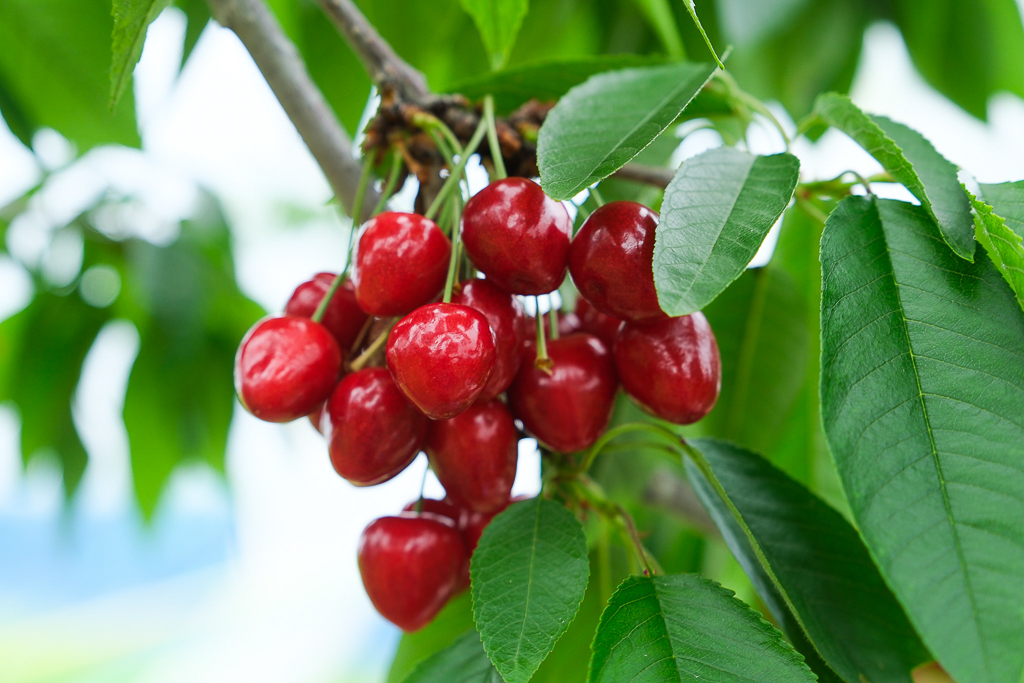日本北海道｜辻さくらんぼ農園．美瑛西北之丘採櫻桃，1000圓櫻桃吃到飽 @飛天璇的口袋