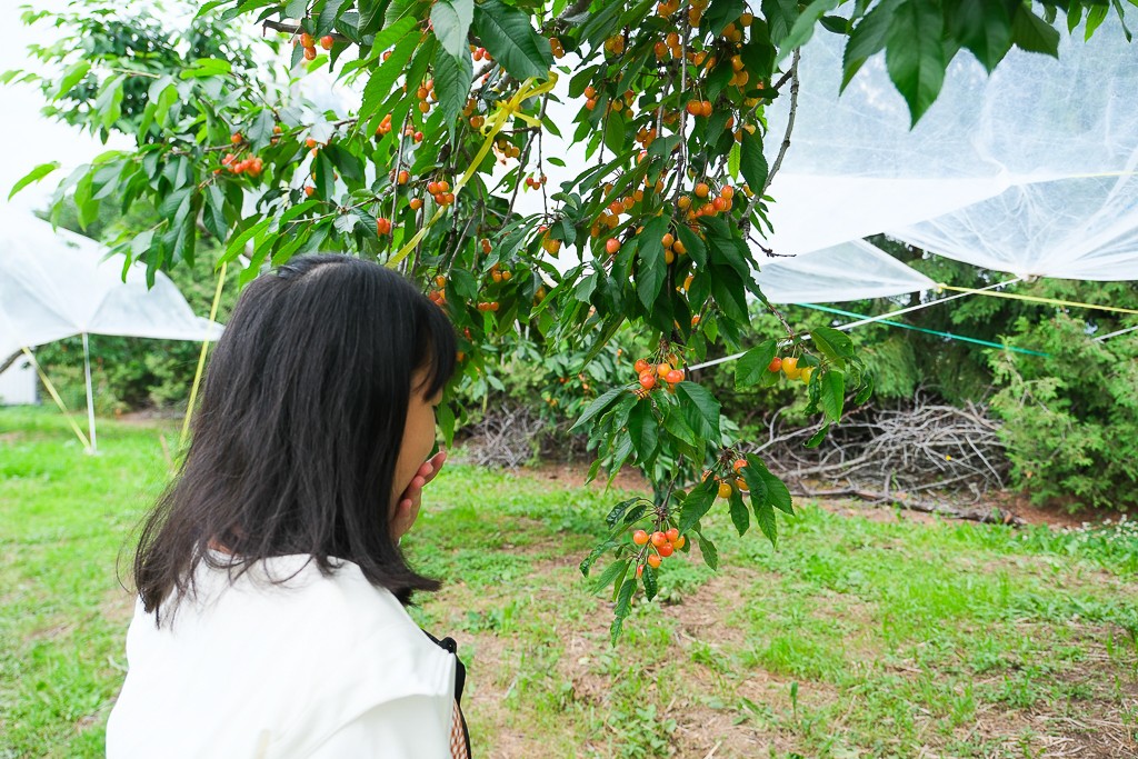 日本北海道｜辻さくらんぼ農園．美瑛西北之丘採櫻桃，1000圓櫻桃吃到飽 @飛天璇的口袋