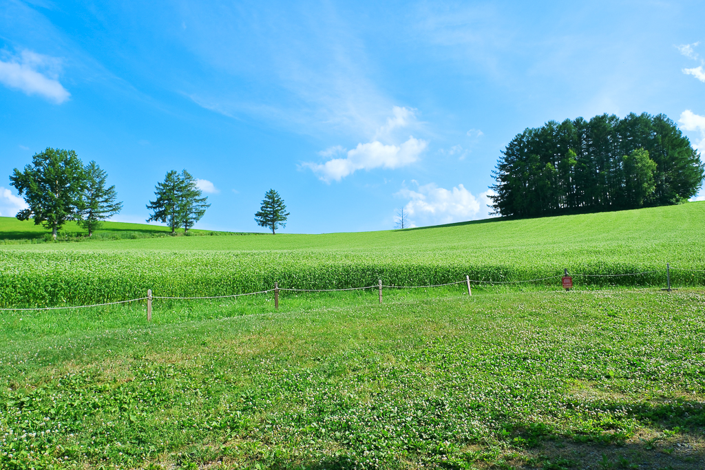 【北海道自由行】5~15天北海道自駕行程，札幌、富良野、稚內、知床五湖完整規劃 @飛天璇的口袋