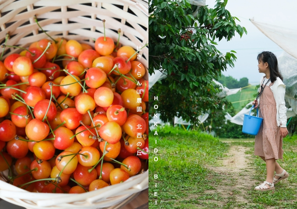 日本北海道｜辻さくらんぼ農園．美瑛西北之丘採櫻桃，1000圓櫻桃吃到飽 @飛天璇的口袋