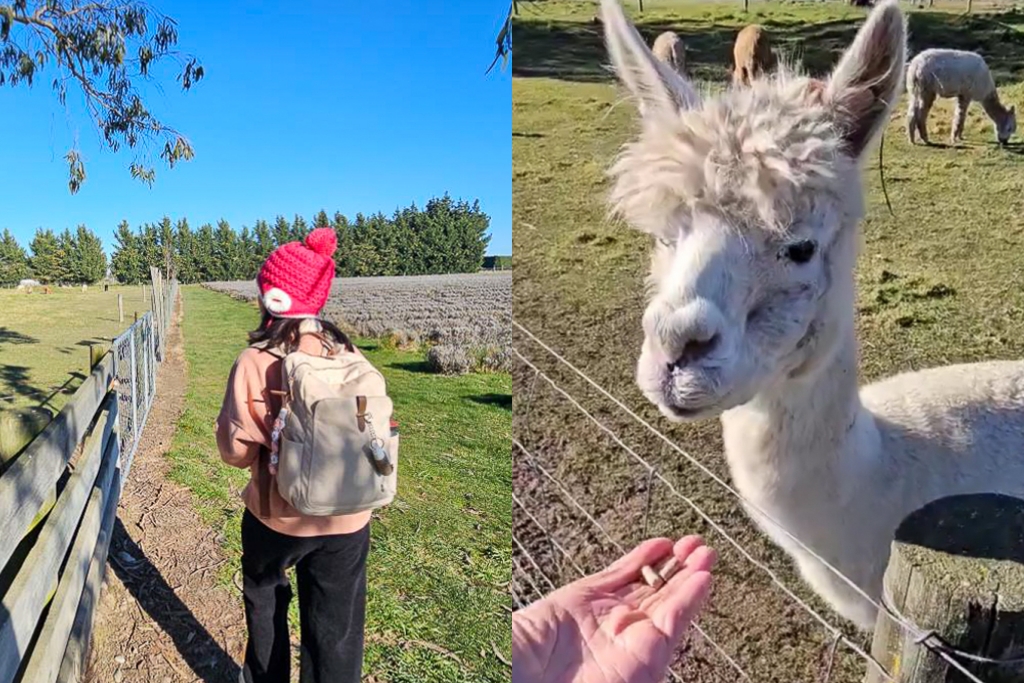 【紐西蘭自由行】南島北島15天自駕行程.機票簽證、旅遊路線、飯店住宿、美食景點 @飛天璇的口袋 【紐西蘭自由行】南島北島15天自駕行程.機票簽證、旅遊路線、飯店住宿、美食景點 @飛天璇的口袋