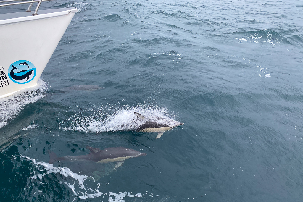 【紐西蘭自由行】南島北島15天自駕行程.機票簽證、旅遊路線、飯店住宿、美食景點 @飛天璇的口袋 【紐西蘭自由行】南島北島15天自駕行程.機票簽證、旅遊路線、飯店住宿、美食景點 @飛天璇的口袋