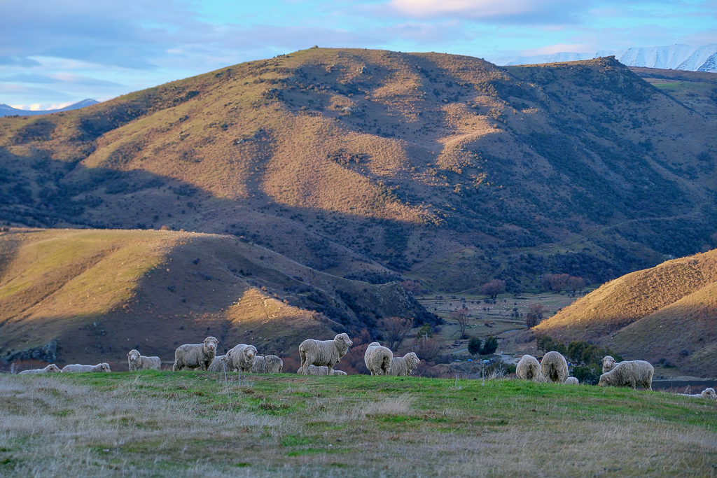 【紐西蘭自由行】南島北島15天自駕行程.機票簽證、旅遊路線、飯店住宿、美食景點 @飛天璇的口袋 【紐西蘭自由行】南島北島15天自駕行程.機票簽證、旅遊路線、飯店住宿、美食景點 @飛天璇的口袋