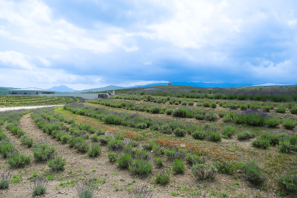 日本北海道｜頭大佛．建築大師安藤忠雄設計，夏天限定浪漫薰衣草田 @飛天璇的口袋