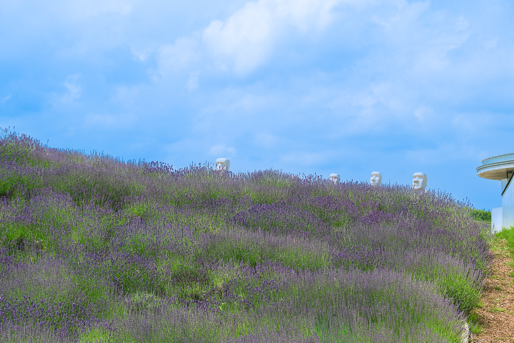 日本北海道｜頭大佛．建築大師安藤忠雄設計，夏天限定浪漫薰衣草田 @飛天璇的口袋