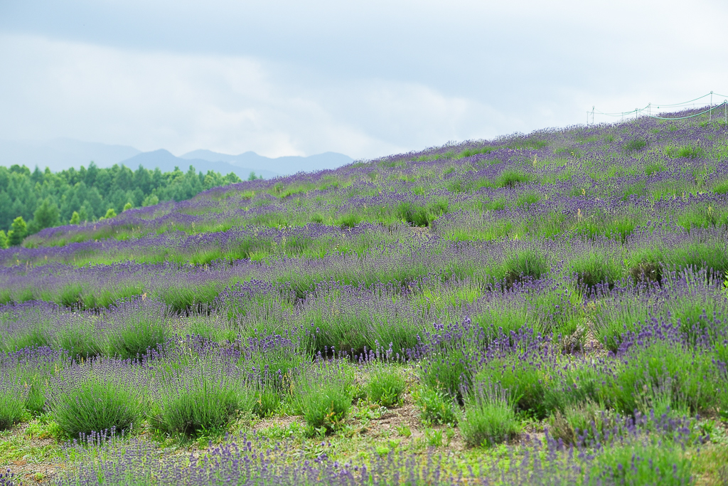 日本北海道｜頭大佛．建築大師安藤忠雄設計，夏天限定浪漫薰衣草田 @飛天璇的口袋