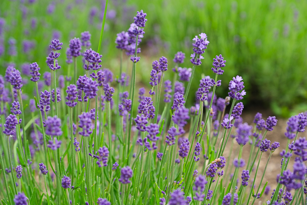 日本北海道｜頭大佛．建築大師安藤忠雄設計，夏天限定浪漫薰衣草田 @飛天璇的口袋