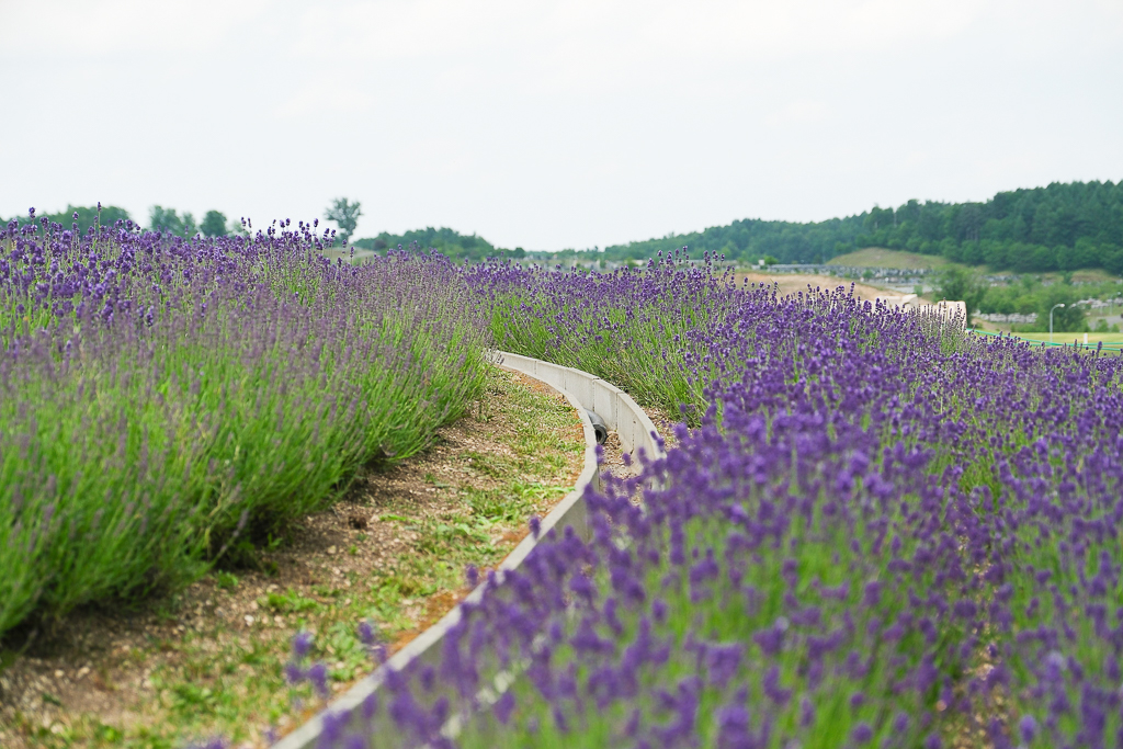 日本北海道｜頭大佛．建築大師安藤忠雄設計，夏天限定浪漫薰衣草田 @飛天璇的口袋