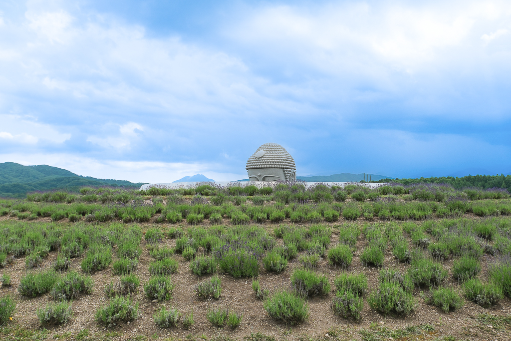 日本北海道｜頭大佛．建築大師安藤忠雄設計，夏天限定浪漫薰衣草田 @飛天璇的口袋