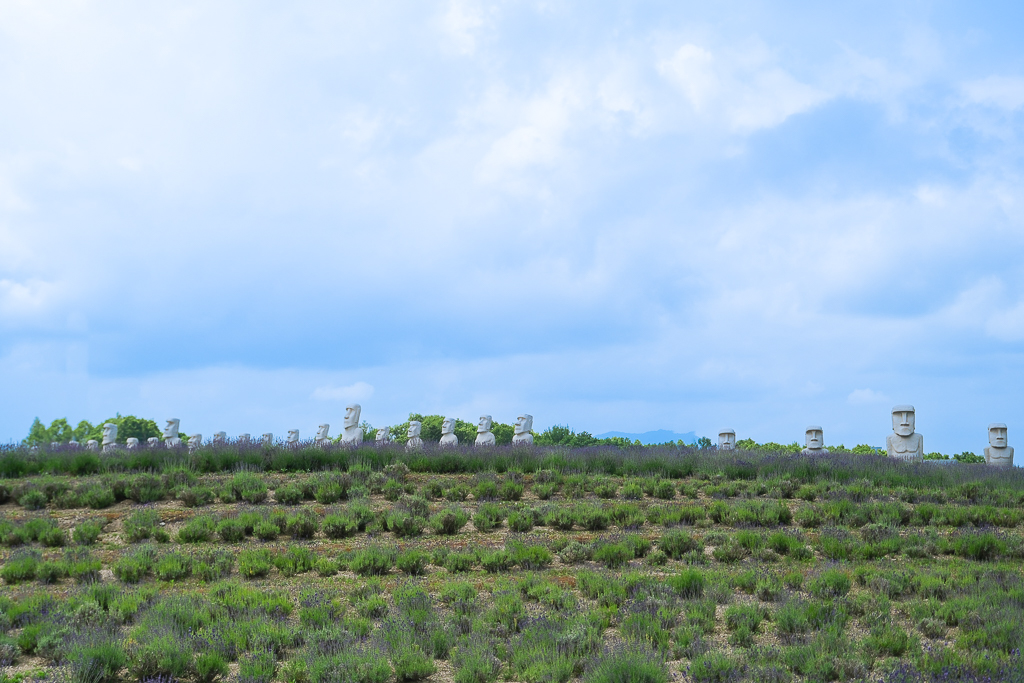日本北海道｜頭大佛．建築大師安藤忠雄設計，夏天限定浪漫薰衣草田 @飛天璇的口袋
