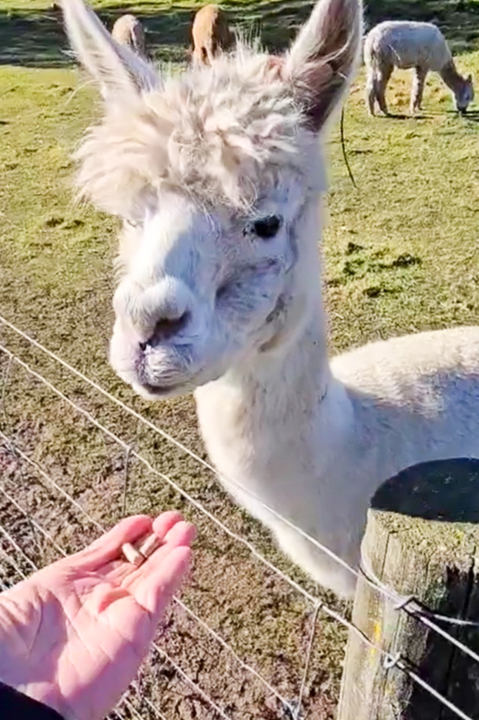 紐西蘭南島｜Farmers Corner．台灣人開的伴手禮店，牧場餵羊駝春天賞薰衣草 @飛天璇的口袋