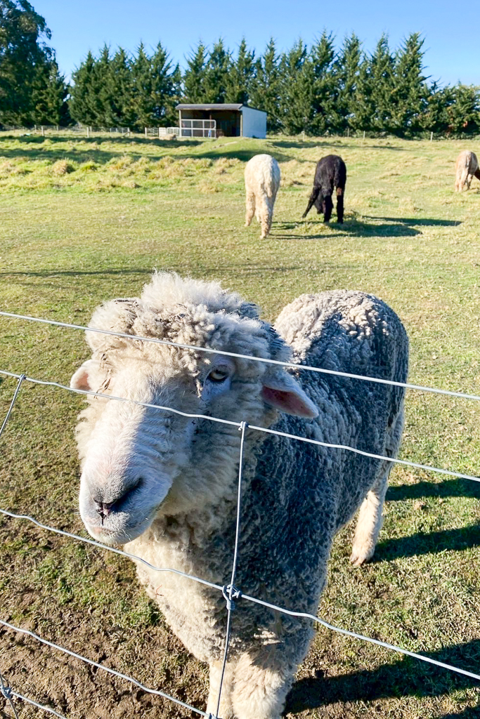 紐西蘭南島｜Farmers Corner．台灣人開的伴手禮店，牧場餵羊駝春天賞薰衣草 @飛天璇的口袋