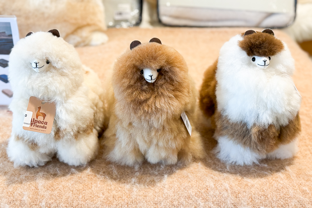 紐西蘭南島｜Farmers Corner．台灣人開的伴手禮店，牧場餵羊駝春天賞薰衣草 @飛天璇的口袋