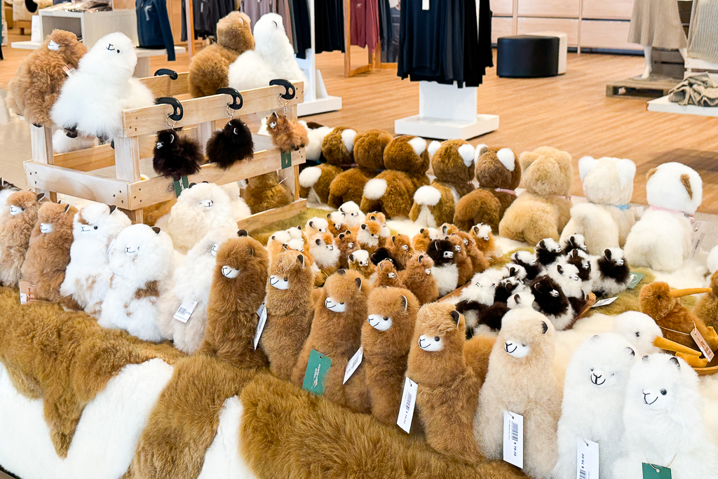 紐西蘭南島｜Farmers Corner．台灣人開的伴手禮店，牧場餵羊駝春天賞薰衣草 @飛天璇的口袋