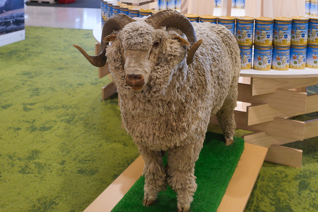 紐西蘭南島｜Farmers Corner．台灣人開的伴手禮店，牧場餵羊駝春天賞薰衣草 @飛天璇的口袋